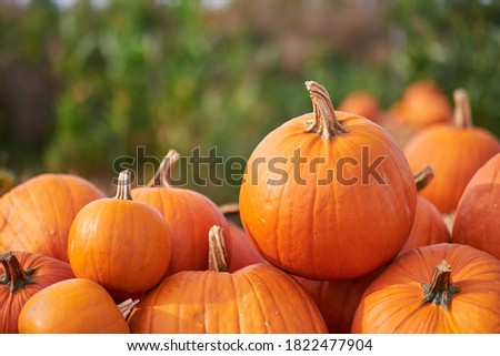 Orange halloween pumpkins on stack of hay or straw in sunny day, fall display
