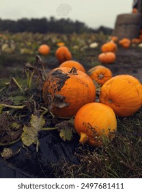 Orange Halloween pumpkins in patch 
