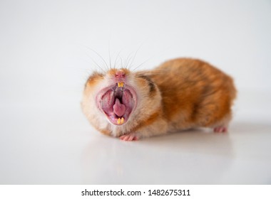 Orange Hamster Yawning With Mouth Wide Open And Teeth Visible