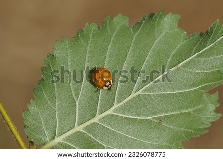 Orange harlequin ladybird (Harmonia axyridis f. succinea), family Coccinellidae. Small dots. On underside leaf of a field elm (Ulmus minor Mill), summer, Dutch garden.                                Stock fotó © 