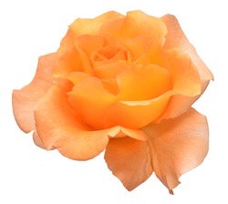 Orangefarbene Rosenblume Einzeln Auf Weißem Hintergrund. Hochzeitskarte, Braut. Gruß. Sommer. Frühling. Flachlage, Draufsicht. Liebe. Valentinstag