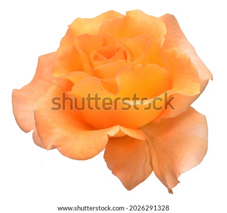 Orange head rose flower isolated on white background. Wedding card, bride. Greeting. Summer. Spring. Flat lay, top view. Love. Valentine's Day