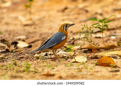 Orange Headed Rock Thrush Photographed In Kankavali, Sindhudurg District, Maharashtra