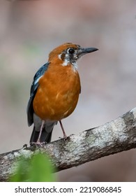 Orange Headed Thrush bird perched on a tree branch