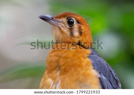 orange headed thrush with a blue back on a natural green background