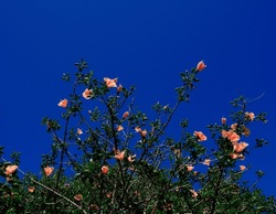 Orange Hibiscus Bush On Blue Sky