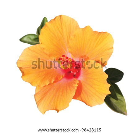 orange hibiscus flower with green leaves under sunlight isolated on white background