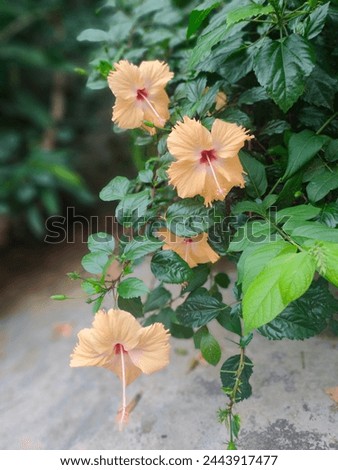 Orange Hibiscus Flower with Leafs and Green Background