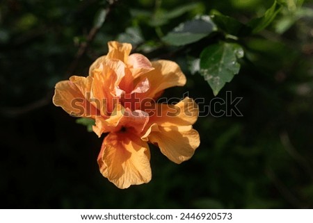 Orange hibiscus flower on green leaves background. Sunlit chinese rose closeup. Summer nature wallpaper. Double Tropical Hibiscus closeup in golden hour warm light