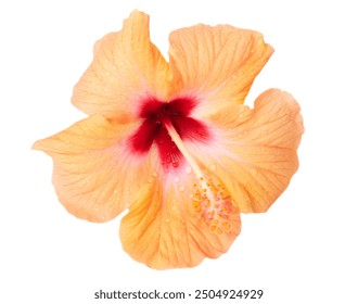 Orange hibiscus flowers isolated on white background - Powered by Shutterstock