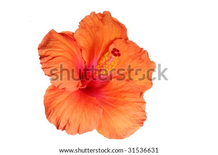 Orange hibiscus isolated on the white background