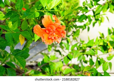 Orange Hibiscus Syriacus Ardens or Deciduous Hibiscus with green leaves - Shutterstock ID 2188182827