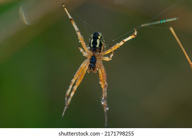 Orange Hobo Spider Outdoor Macro