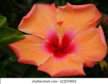 Orange hybiscus