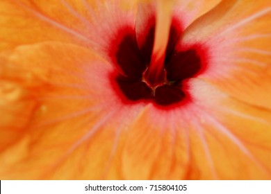 orange ibiscus