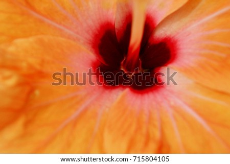 orange ibiscus