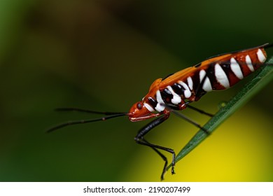 Orange Insect Are Stalking Prey