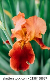 Orange Iris Flower In Garden Spring