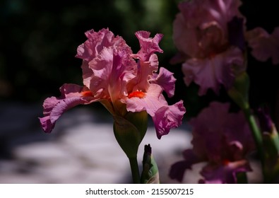 Orange Iris Flower On A Sunny Day