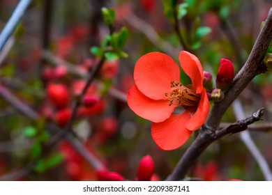 Orange Japanese Quince Flowers Close-up