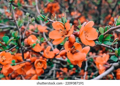 Orange Japanese Quince Flowers Close-up