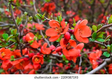 Orange Japanese Quince Flowers Close-up