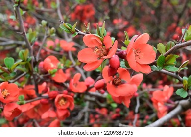 Orange Japanese Quince Flowers Close-up