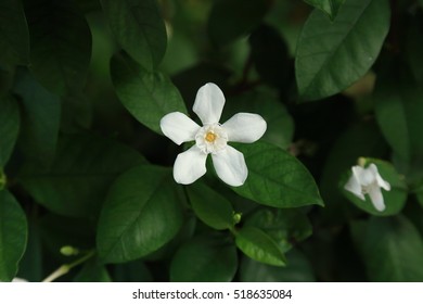 Orange Jasmine Stock Photo 518635084 | Shutterstock