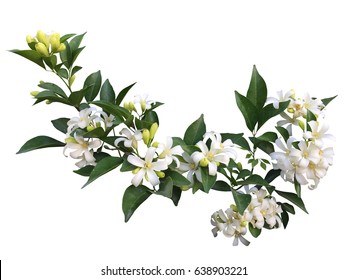 Orange Jasmine Flower Isolated White Background