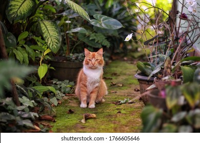 Kucing Cantik Images, Stock Photos u0026 Vectors  Shutterstock