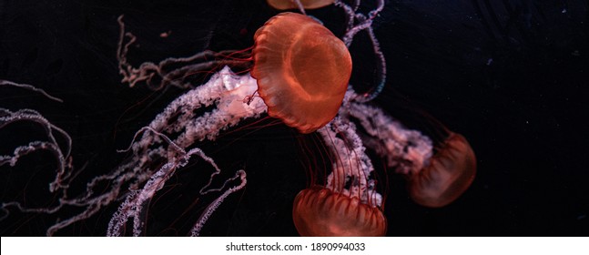 Orange Jelly Fish In Deep Waters