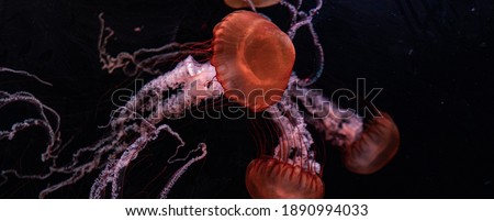 Orange Jelly Fish in Deep waters