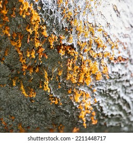 Orange Jelly Fungus On A Dead Beech Tree Branch