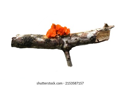 The orange jelly fungus yellow brain tremella mesenterica on a dead tree branch