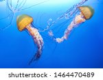 Orange jellyfish (Chrysaora fuscescens or Pacific sea nettle) in blue ocean water