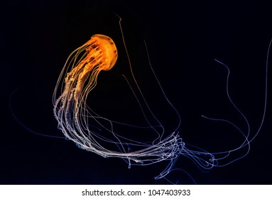 Orange jellyfish or Chrysaora fuscescens or Pacific sea nettle on deep blue