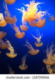 Orange Jellyfish Swarm