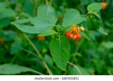 Orange Jewelweed In Bloom, Impatiens Capensis