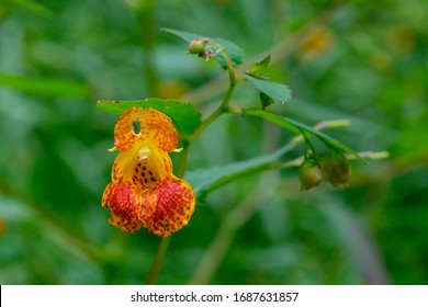 Orange Jewelweed In Bloom, Impatiens Capensis