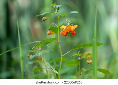 Orange Jewelweed Growing Along The Trail