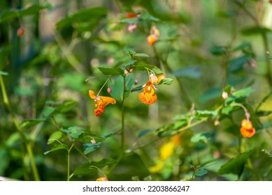 Orange Jewelweed Growing Along The Trail