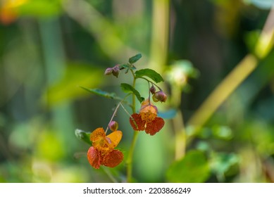 Orange Jewelweed Growing Along The Trail