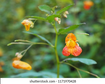 Orange Jewelweed Or Impatiens Capensis