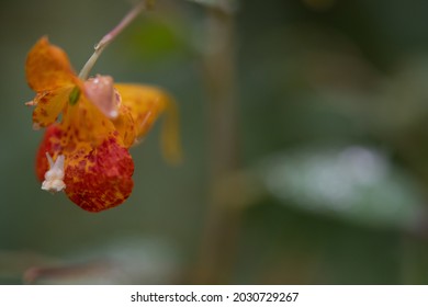 Orange Jewelweed Isolated Flower Blossom