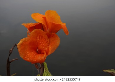 Orange Kana flower (Canna Lily or Canna Indica) on natural background - Powered by Shutterstock