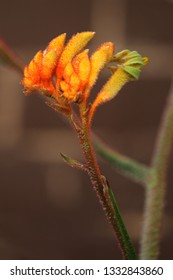 Orange kangaroo paw flower on a brown background (Anigozanthos) (catspaw)