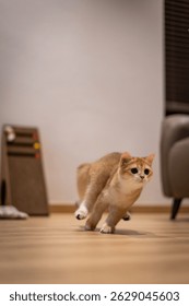 Gatito naranja, gato británico de pelo corto está corriendo