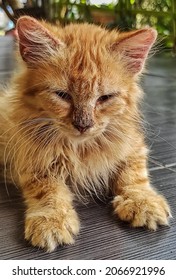 Orange Kitten With Slanted Eyes Looks Very Beautiful