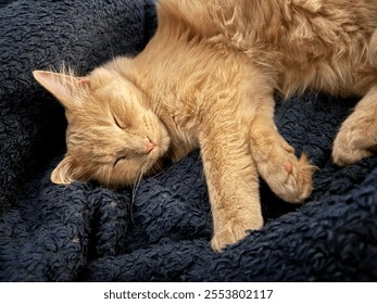 Orange kitten sleeping on a blue blanket - Powered by Shutterstock