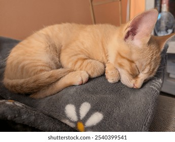 Orange Kitten sleeping on a cozy blanket - Powered by Shutterstock